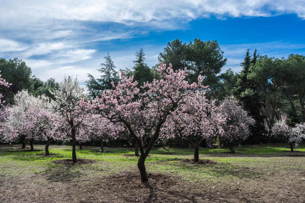 almendros en flor