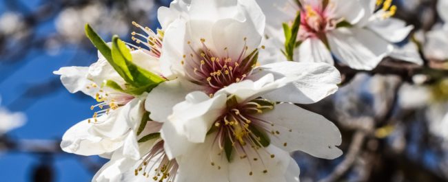 almendros en flor