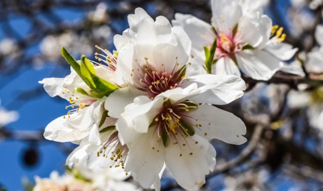 almendros en flor